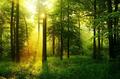 По состоянию на 13 августа посещать леса в Островецком районе разрешено